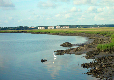 An Egret On Broad Creek