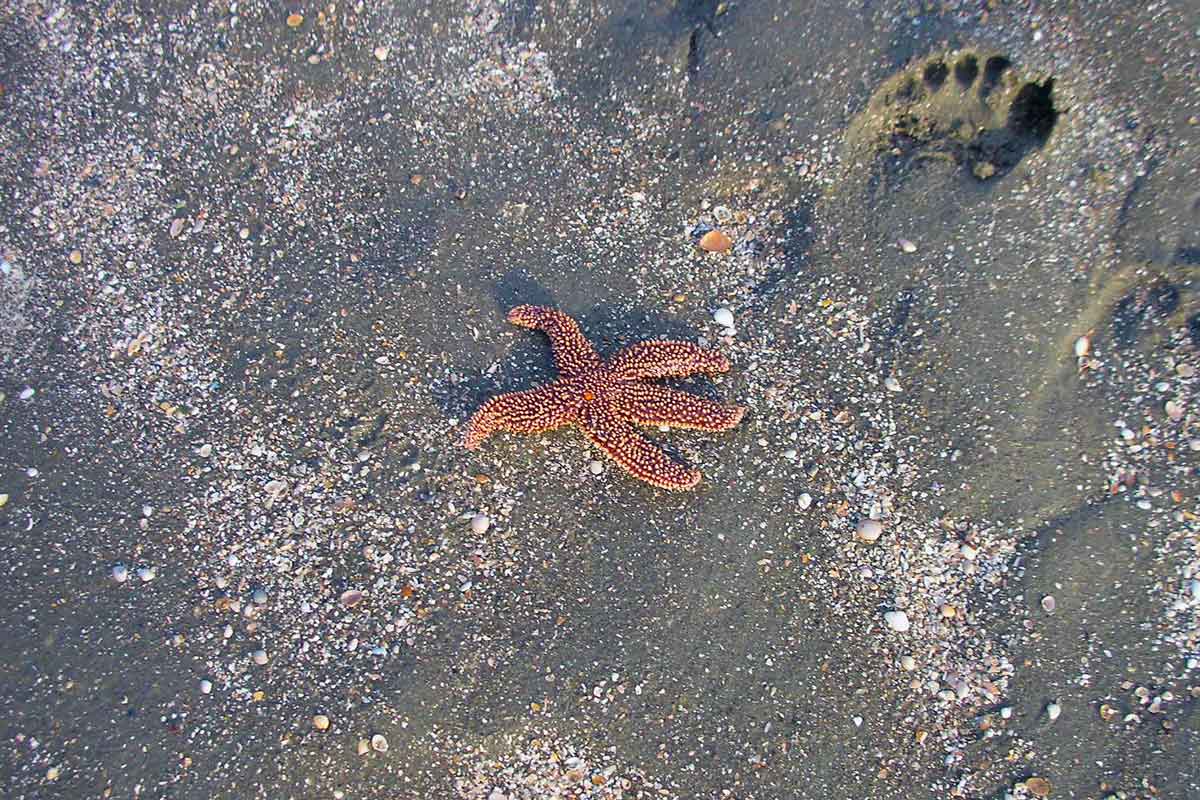 A shy starfish
